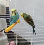 Paar parkieten met kooi + accessoires, Dieren en Toebehoren, Meerdere dieren, Parkiet