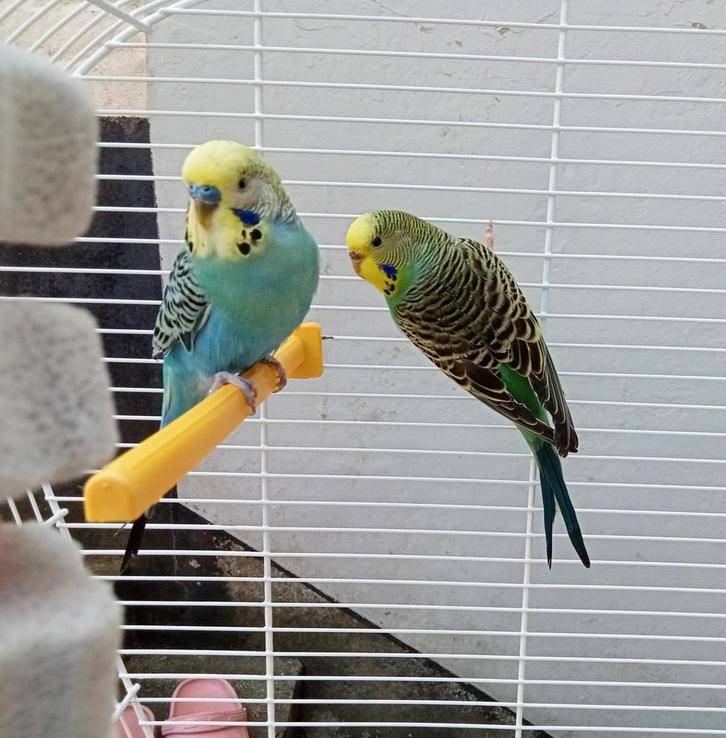 Paire de perruche avec cage + accessoires, Animaux & Accessoires, Oiseaux | Perruches & Perroquets, Perruche, Plusieurs animaux