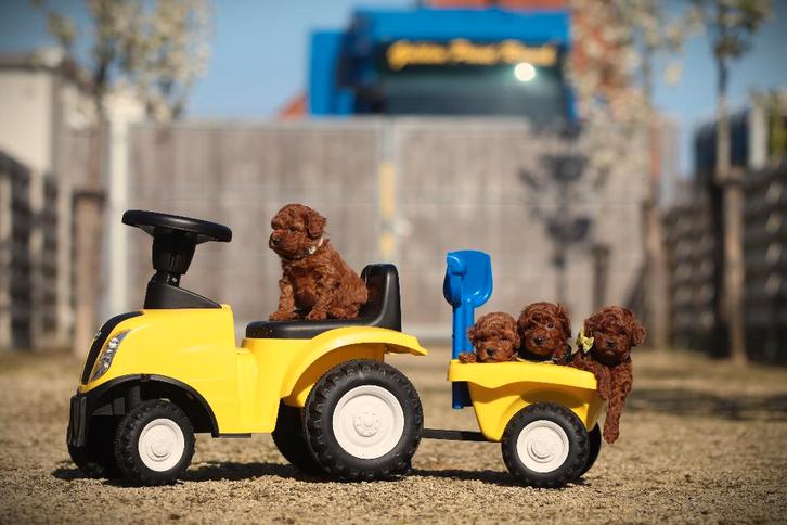 Toy Poedeltjes, DNA gecontroleerd, Dieren en Toebehoren, Honden | Chihuahua's en Gezelschapshonden, Meerdere dieren, Poedel, Fokker | Professioneel