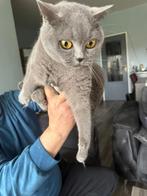 Britse korthaar 1 broer 1 zus, Meerdere dieren, Met stamboom, 3 tot 5 jaar