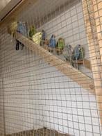 Jonge grasparkieten, Dieren en Toebehoren, Vogels | Parkieten en Papegaaien