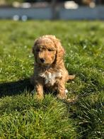 De magnifiques chiots Cockapoo sont nés chez nous !, Taille moyenne, Plusieurs, Hépatite contagieuse (maladie de Rubarth), Belgique