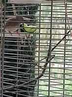 Zebravinken 4 mannen