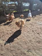 Nog 5 kipetjes die een ander plekje zoeken, Poule ou poulet