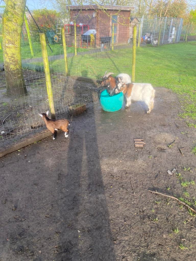 Dwerg geitjes, Dieren en Toebehoren