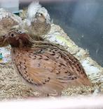 Japanse kwartels, Animaux & Accessoires, Mâle