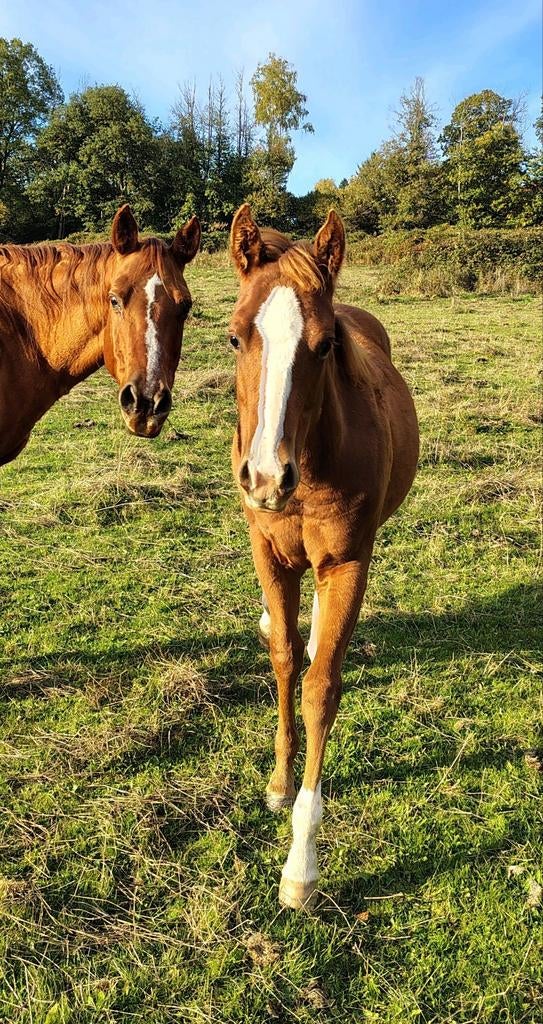 Quarter jaarling AQHA 5 panel N/N, Dieren en Toebehoren, Paarden, Hengst, Westernpaard, Met stamboom, 0 tot 2 jaar