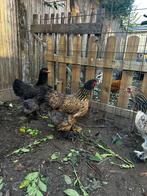 Broedeieren brahma goudkwartel, Dieren en Toebehoren