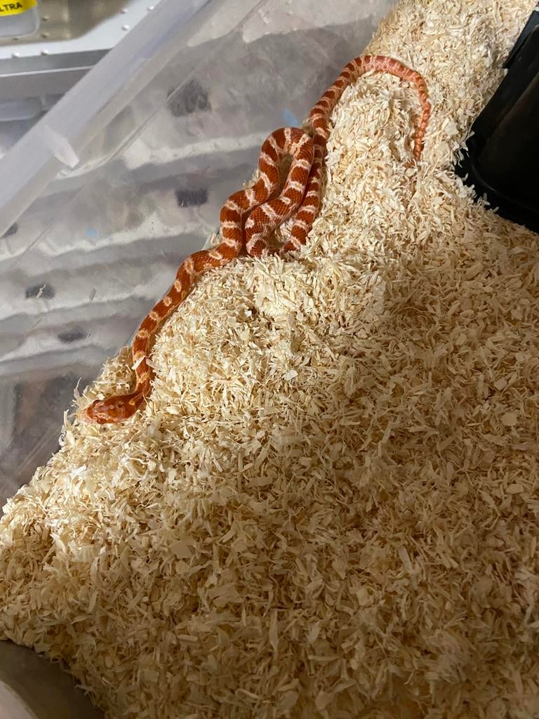 0.1 amel het palmetto Scaleless …., Dieren en Toebehoren