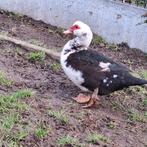 Barberies, Dieren en Toebehoren, Pluimvee, Eend