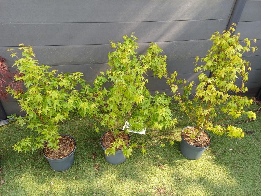 Plusieurs érables japonais ! DERNIÈRES PIÈCES !, Jardin & Terrasse, Enlèvement, En pot, Arbre à bulbes, 100 à 250 cm