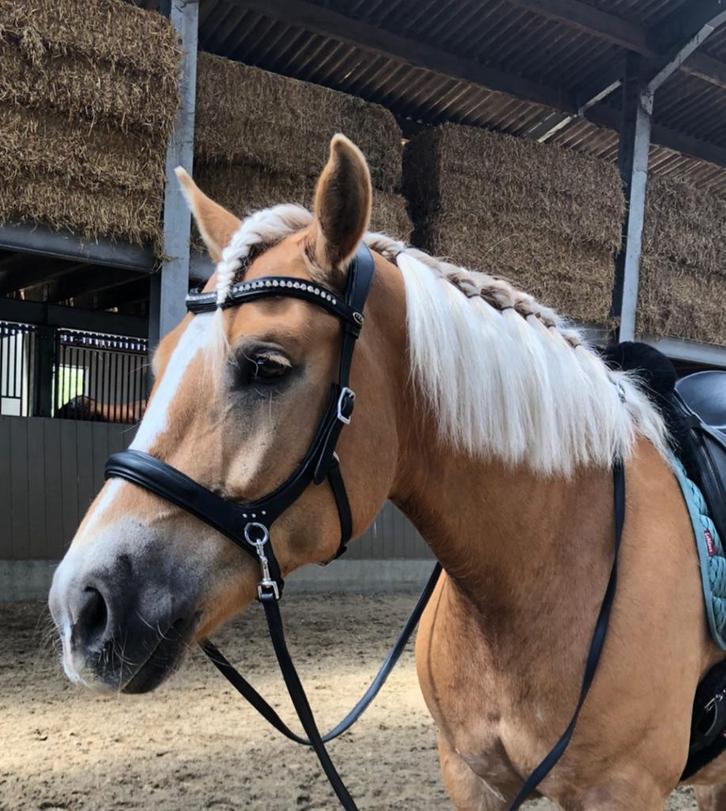 Bitloos Hoofdstel F.R.A. Rebecca Zwart sidepull, Dieren en Toebehoren, Paarden en Pony's | Hoofdstellen en Tuigage, Zo goed als nieuw