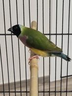 Mooie kweekkoppel gouldamadine pastel, Animaux & Accessoires, Oiseaux | Oiseaux Autre