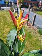 Zeer mooie Heliconia-plant (zeldzaam), Ophalen, In pot