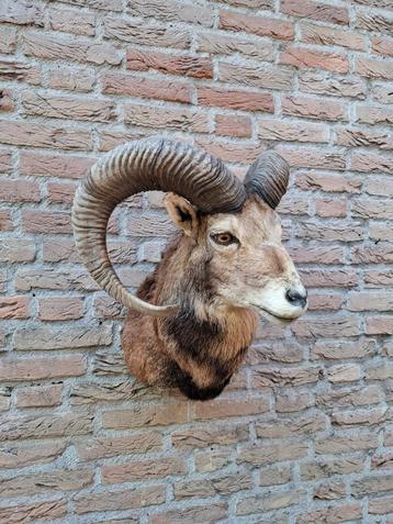 Opgezette kop moeflon taxidermie schedel gewei jacht mancave beschikbaar voor biedingen