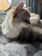 Siberische katten te koop, Dieren en Toebehoren, Poes, Gechipt, 0 tot 2 jaar