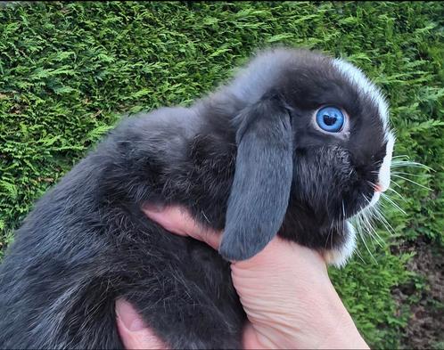 Minilop, Dieren en Toebehoren, Konijnen, Dwerg, Mannelijk, 0 tot 2 jaar, Hangoor