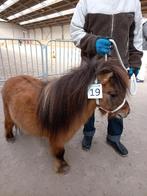 super klein mini shetland hengstje 68 cm (stamboek), Dieren en Toebehoren, Pony's, Hengst, Recreatiepony, Gechipt, 7 tot 10 jaar