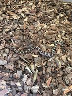 Korenslang, Slang, 0 tot 2 jaar