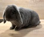 Lapin nain bélier femelle de 1 an, Animaux & Accessoires, Lapins, Femelle, Nain