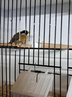 koppel zilveroor nachtegaal