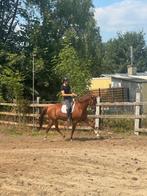 Brave merrie, Dieren en Toebehoren, Paarden, Merrie, ZZ, Gechipt, 170 tot 175 cm