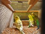 Grasparkieten, Dieren en Toebehoren, Vogels | Parkieten en Papegaaien, Parkiet