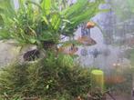 Koppel antennebaarsjes op osmosewater!!