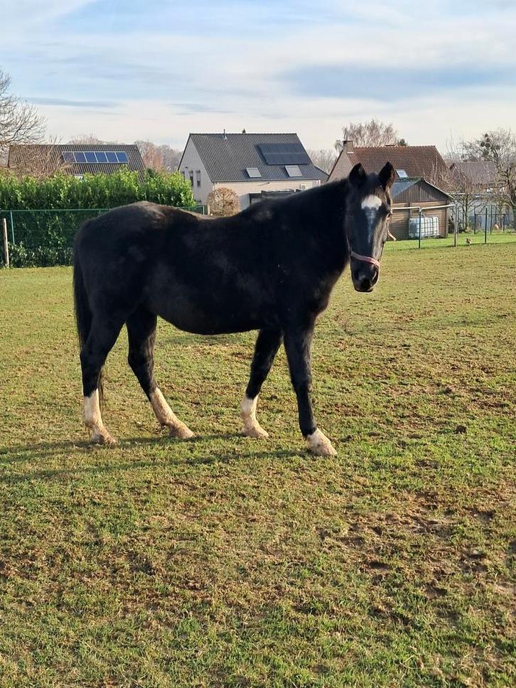 Weidemaatje, Dieren en Toebehoren, Paarden, Merrie