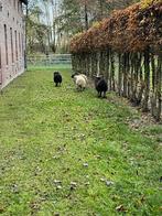Mannelijke en vrouwelijke lammeren 9 maanden, Dieren en Toebehoren, Schapen, Geiten en Varkens, Vrouwelijk