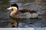 Versicolortaling, Dieren en Toebehoren, Pluimvee, Meerdere dieren, Eend