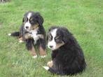 Berner Sennen pups, Dieren en Toebehoren, Honden | Herdershonden en Veedrijvers, België, Overige rassen, CDV (hondenziekte), 8 tot 15 weken