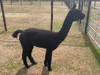 Alpaca hengst, Juni, Mannelijk
