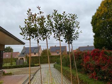 Photinia fraseri Red Robin op stam beschikbaar voor biedingen
