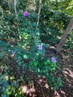 Heemstroos, Hibiscus Syriacus , Altheastruik, Enlèvement