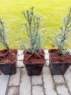 Taxus, Ophalen, Taxus