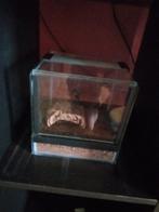 2terarriums met aphonopelma anax en moderatum vrouwtjes 1 ja, Dieren en Toebehoren, Insecten en Spinnen