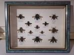 Taxidermy, Verzamelen, Ophalen of Verzenden, Nieuw, Insect, Opgezet dier
