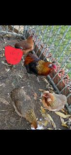 Te koop Araucana kippen, Dieren en Toebehoren, Pluimvee, Kip