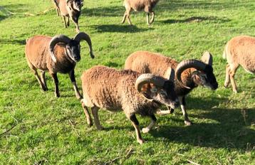 2 jaar oude Soay belier beschikbaar voor biedingen