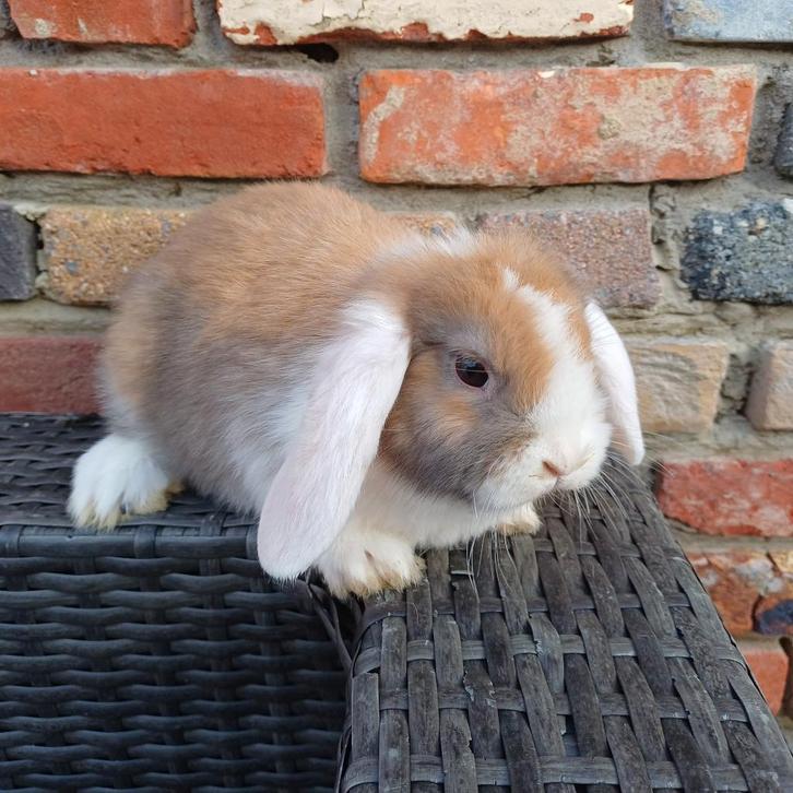 Nederlandse dwerghangoor, Dieren en Toebehoren, Konijnen, Dwerg, Hangoor