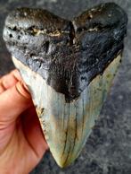 bijzondere usa megalodon tand 12.8x9.4x2.5 cm *feed damage?*, Verzamelen, Mineralen en Fossielen, Ophalen of Verzenden, Fossiel