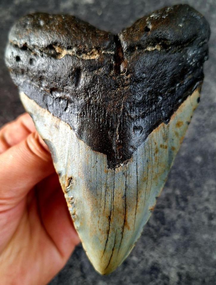 bijzondere usa megalodon tand 12.8x9.4x2.5 cm *feed damage?*, Verzamelen, Mineralen en Fossielen, Fossiel, Ophalen of Verzenden