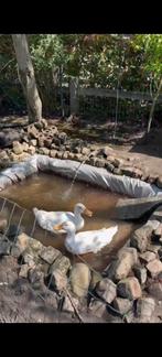 Peking eenden, Dieren en Toebehoren, Pluimvee
