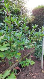 laurier, Tuin en Terras, Planten | Tuinplanten, Vaste plant, Bloeit niet, Halfschaduw, Ophalen