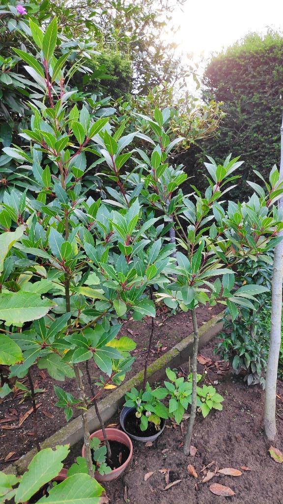 laurier, Tuin en Terras, Planten | Tuinplanten, Vaste plant, Overige soorten, Halfschaduw, Bloeit niet, Ophalen