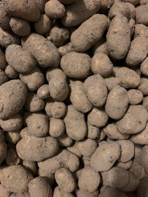 Aardappel bintje 40 euro /kist van ongeveer 550 kg, Zakelijke goederen, Landbouw | Aardappelen, Groenten, Fruit en Vlees, Ophalen