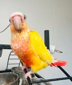 Conure lutino, Animaux & Accessoires, Oiseaux | Accessoires, Enlèvement