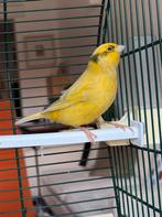 Jaune canari et chantant à merveille, Animaux & Accessoires, Oiseaux | Canaris, Mâle, Canari chanteur