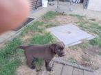 labrador pup, Dieren en Toebehoren, België, Particulier, CDV (hondenziekte), 8 tot 15 weken